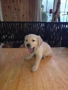 chiots golden Retriever à vendre