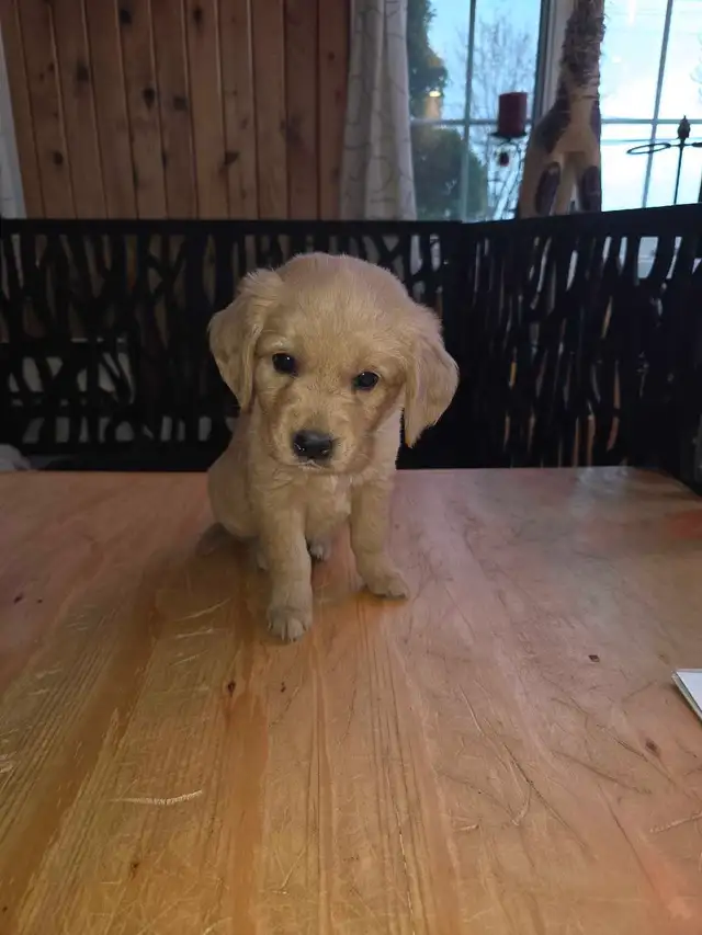 chiots golden Retriever à vendre - Photo 2