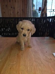 chiots golden Retriever à vendre - Photo 2