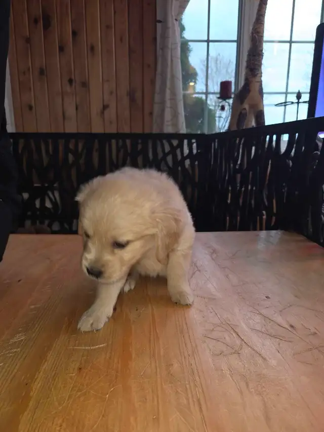 chiots golden Retriever à vendre - Photo 3