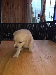 chiots golden Retriever à vendre - Photo 3