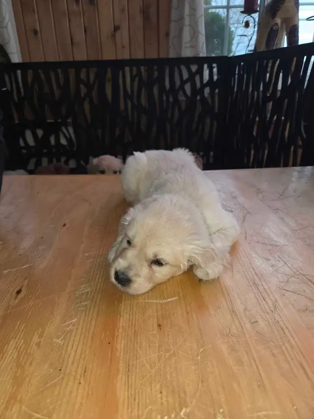 chiots golden Retriever à vendre - Photo 4