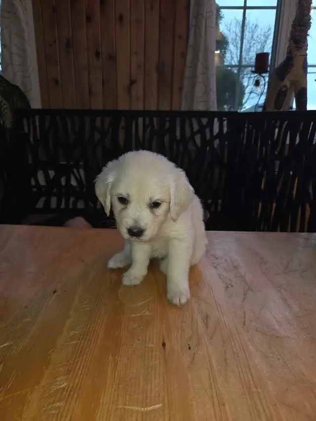 chiots golden Retriever à vendre - Photo 6