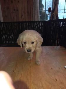 chiots golden Retriever à vendre - Photo 7