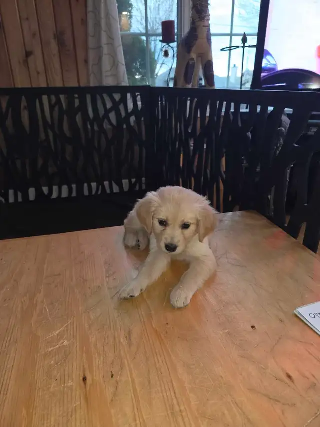 chiots golden Retriever à vendre - Photo 8