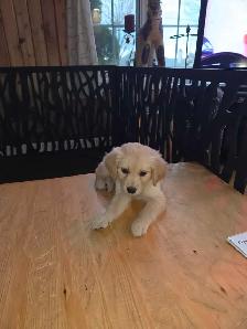 chiots golden Retriever à vendre - Photo 8
