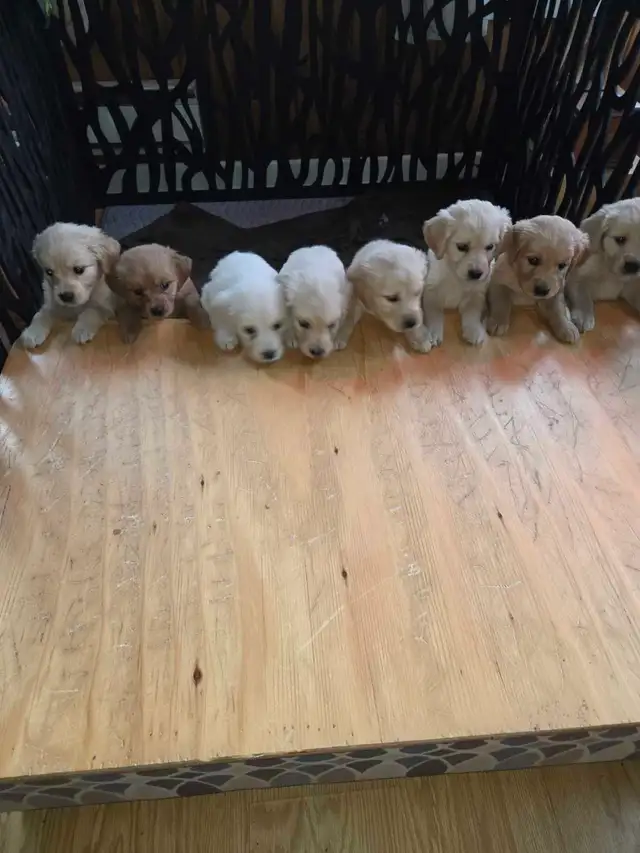 chiots golden Retriever à vendre - Photo 9
