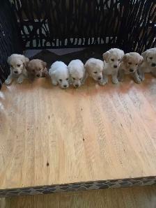 chiots golden Retriever à vendre - Photo 9