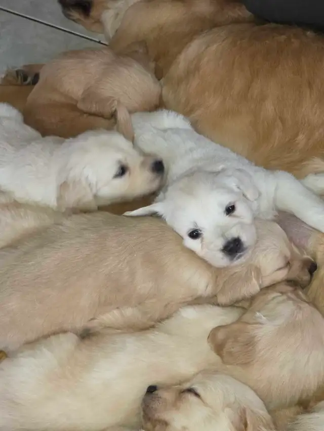 chiots golden Retriever à vendre - Photo 10