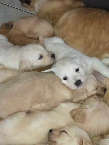 chiots golden Retriever à vendre - Photo 10