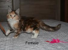 Beautiful purebred Maine Coon kittens