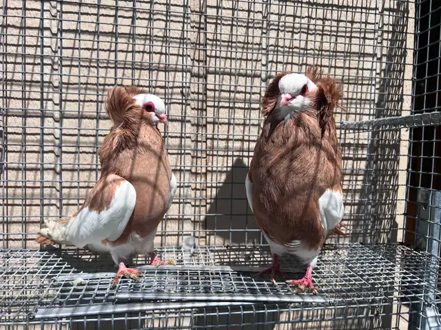 Fancy Pigeons - Photo 2