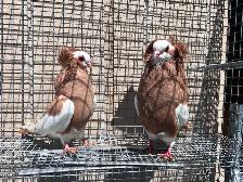 Fancy Pigeons - Photo 2