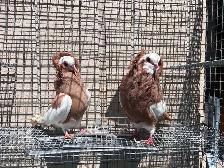 Fancy Pigeons - Photo 3