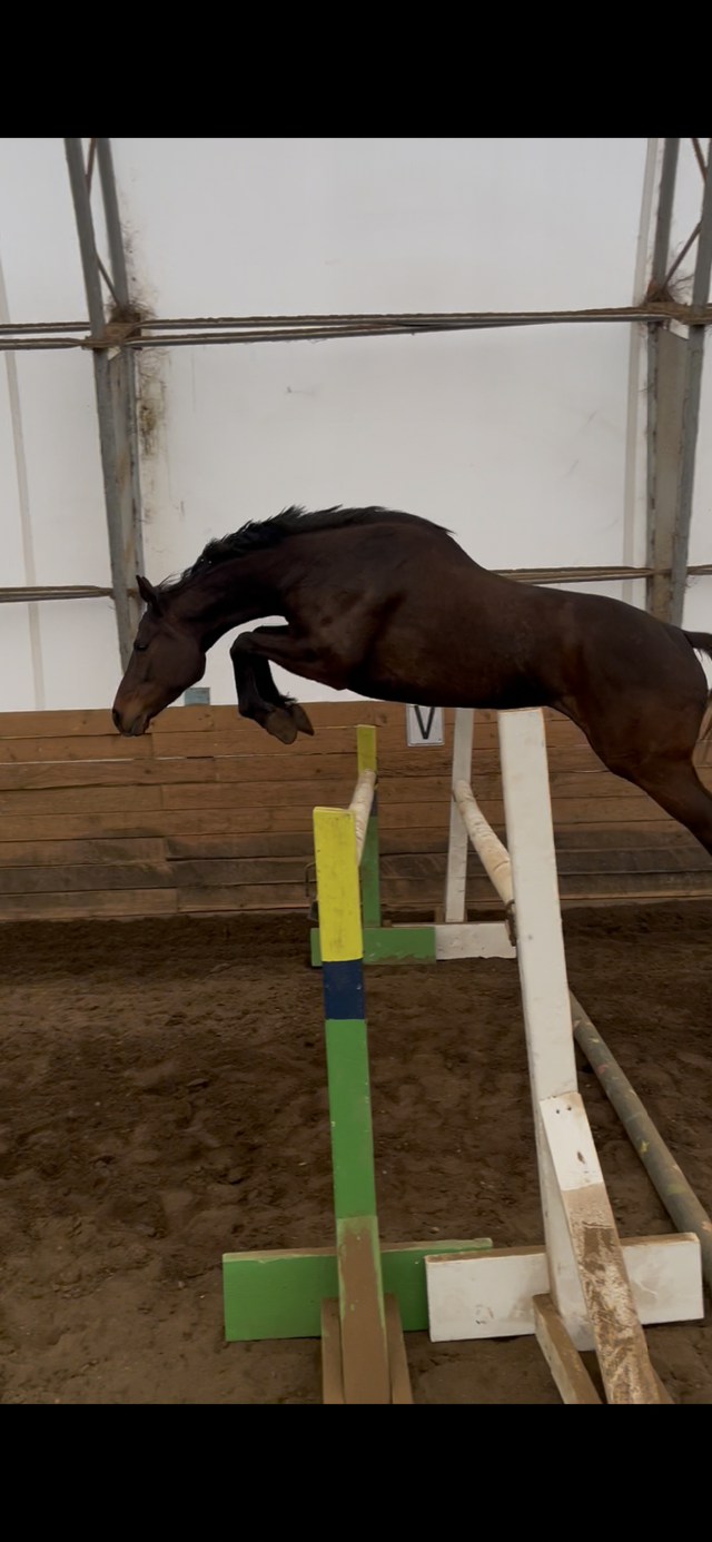 4 year old OTTB mare - Photo 2