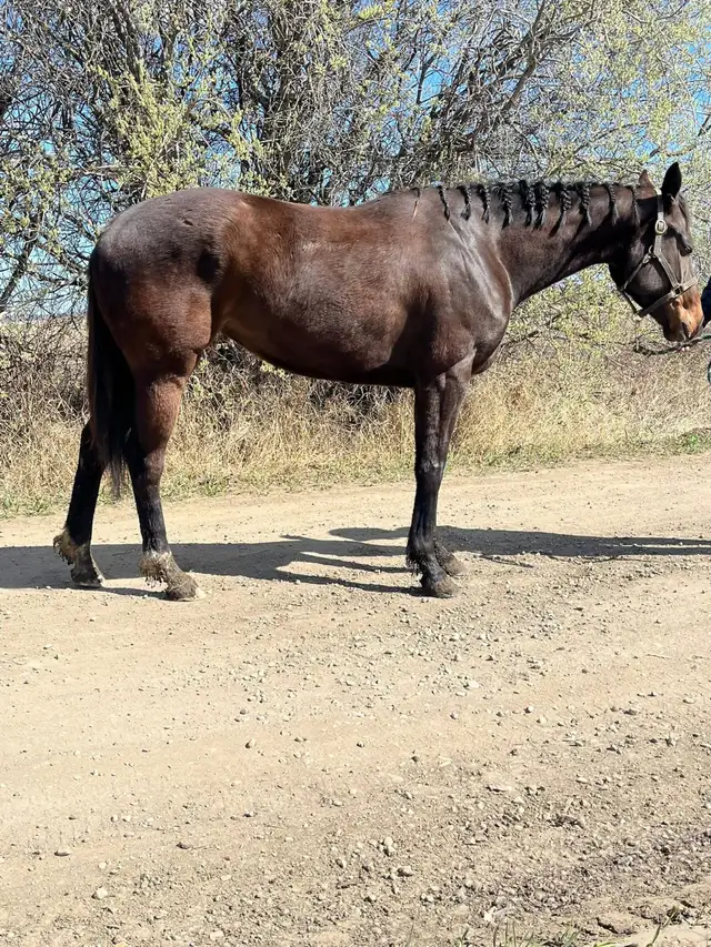 4 year old OTTB mare - Photo 4