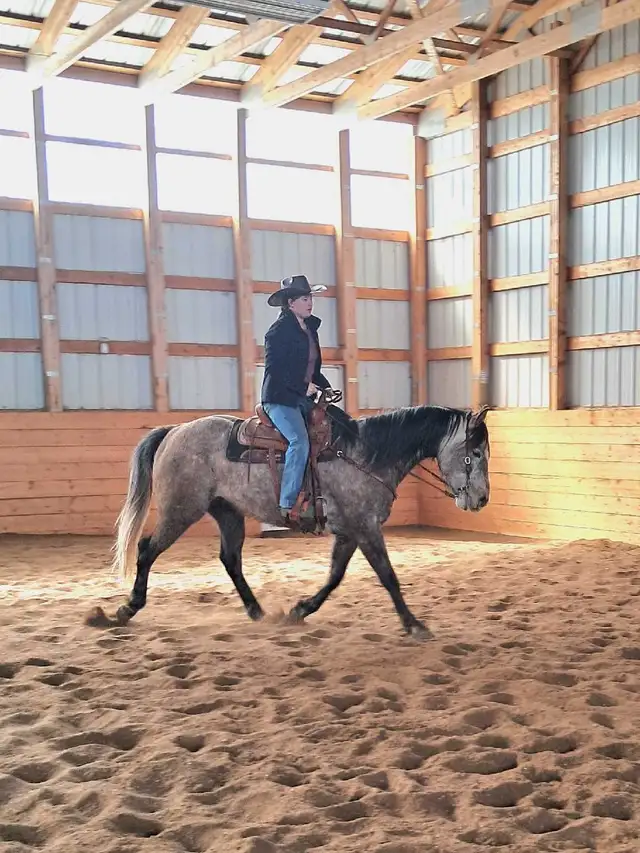 Quarter horse gelding