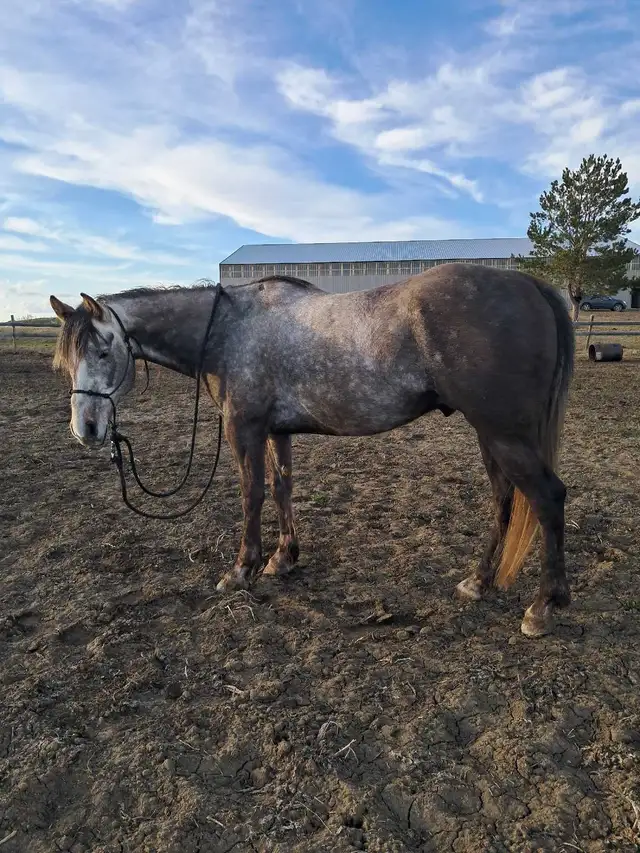 Quarter horse gelding - Photo 2