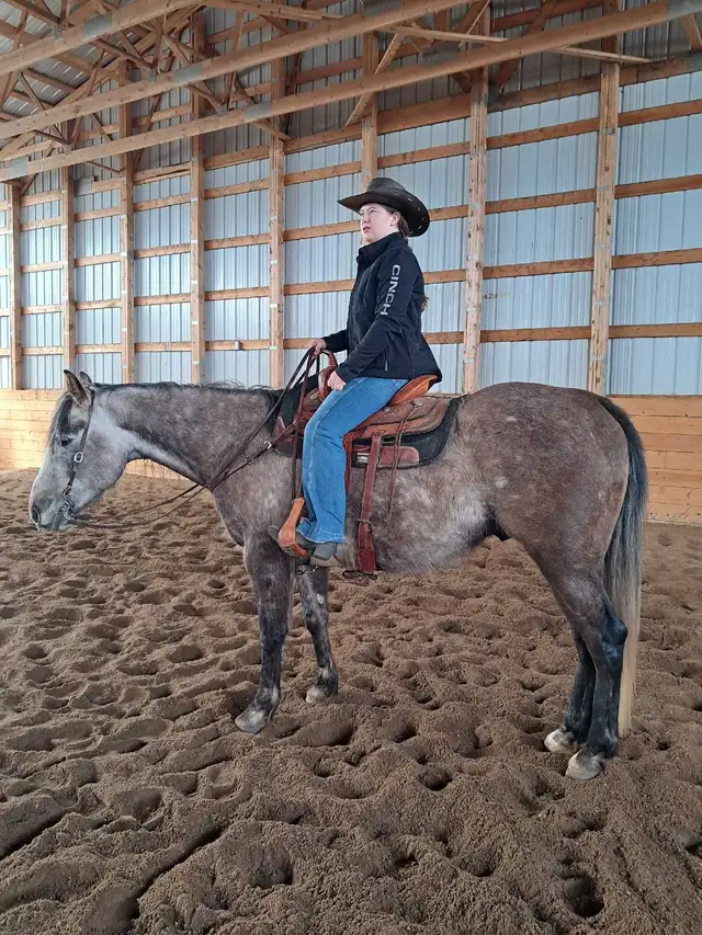 Quarter horse gelding - Photo 3