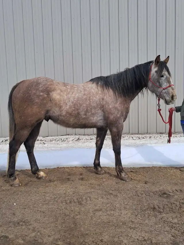 Quarter horse gelding - Photo 4