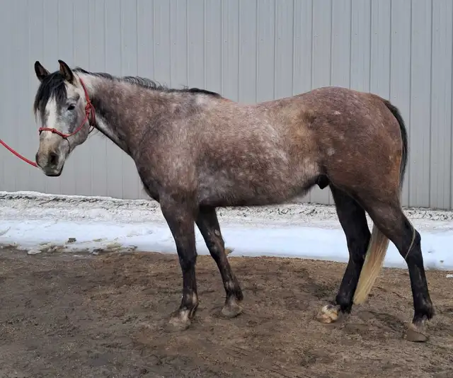 Quarter horse gelding - Photo 5