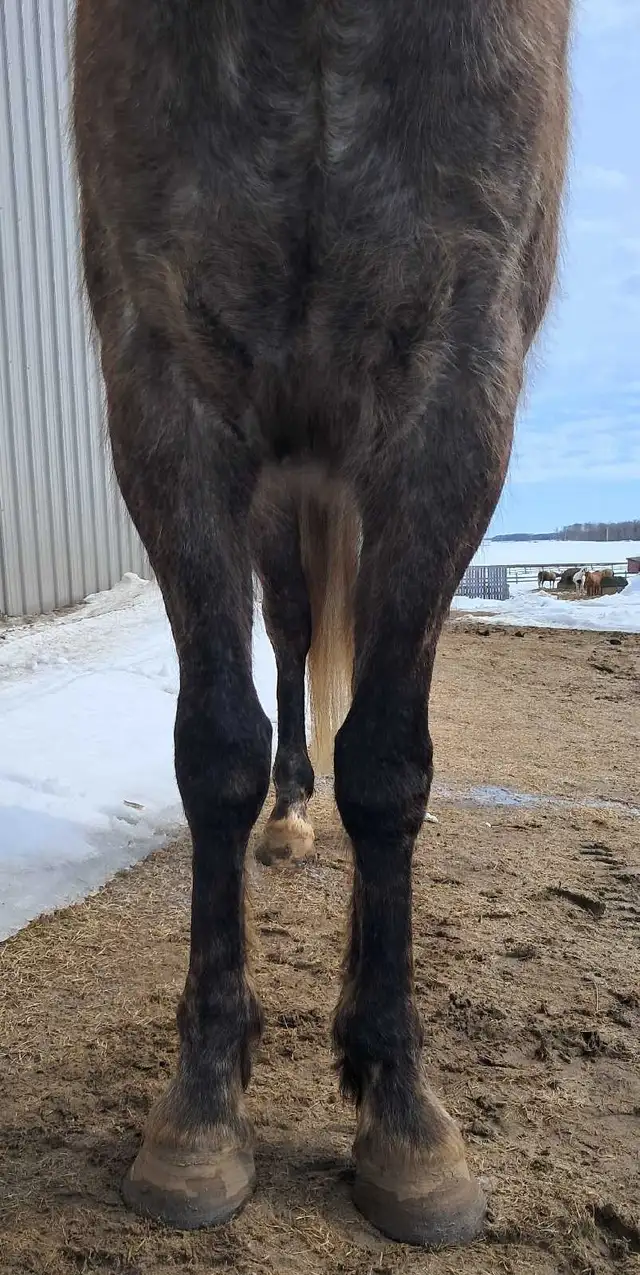 Quarter horse gelding - Photo 6