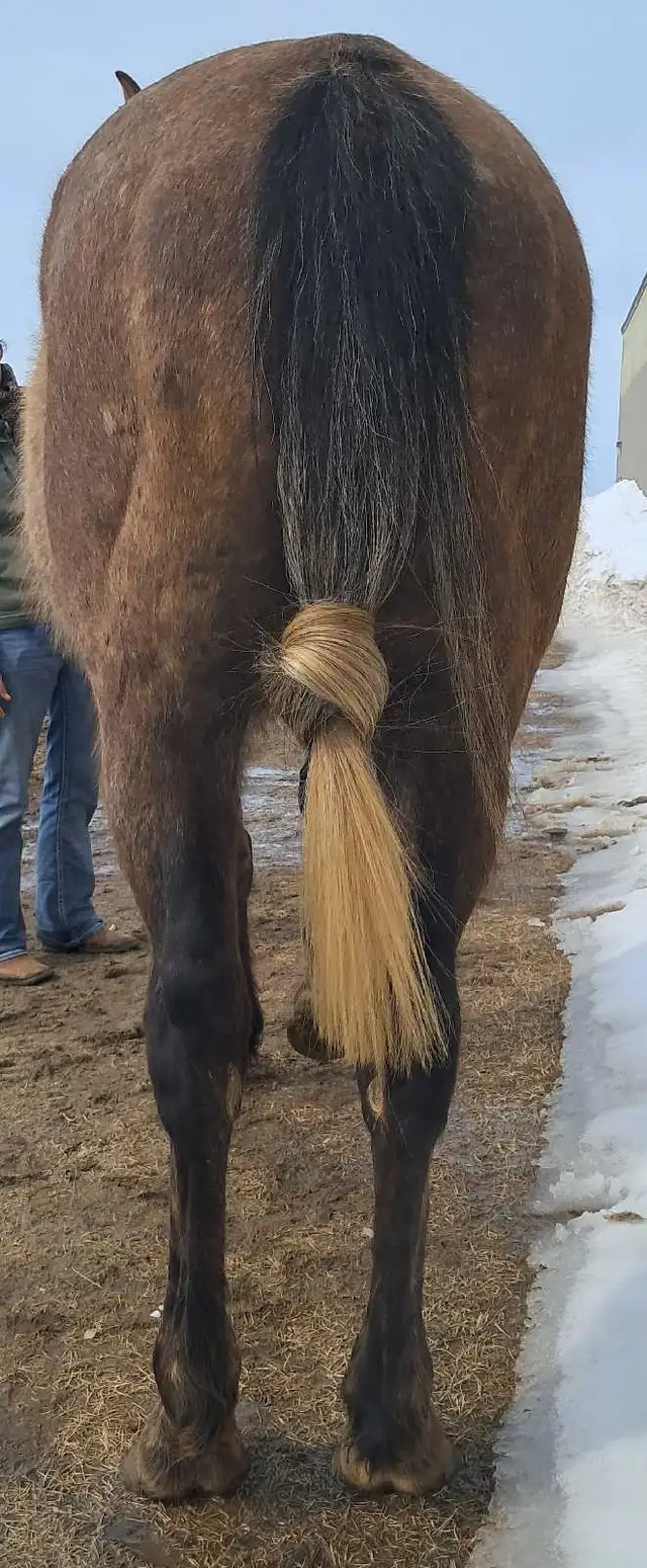 Quarter horse gelding - Photo 7