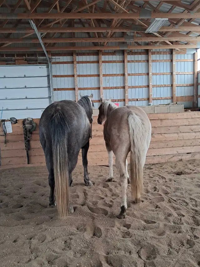 Quarter horse gelding - Photo 8