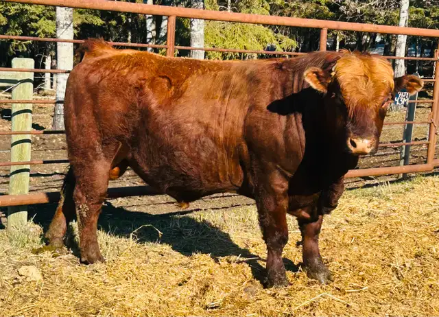 Simmental Bull - Photo 2