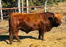 Simmental Bull