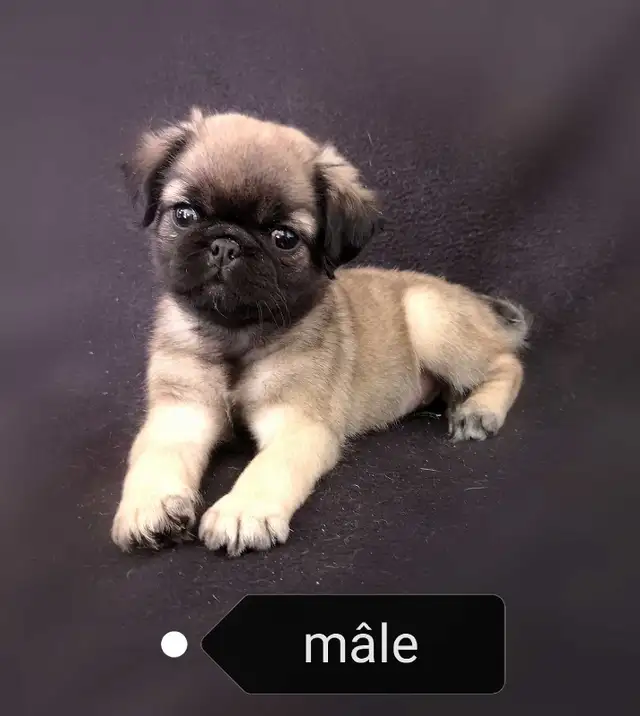 Chiot Pug Carlin à poils longs prêt à partir...ready !!