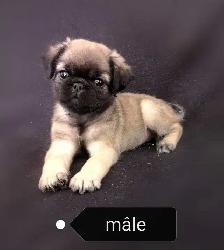 Chiot Pug Carlin à poils longs prêt à partir...ready !!