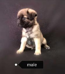 Chiot Pug Carlin à poils longs prêt à partir...ready !! - Photo 5