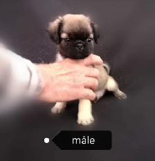 Chiot Pug Carlin à poils longs prêt à partir...ready !! - Photo 6
