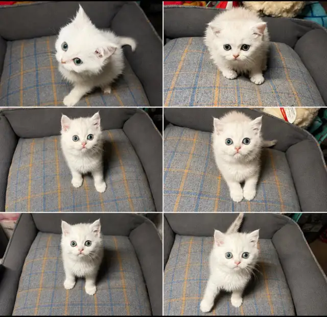 TICA Registered Purebred British Shorthair & Longhair Kitten