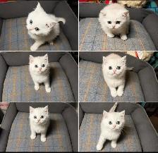 TICA Registered Purebred British Shorthair & Longhair Kitten