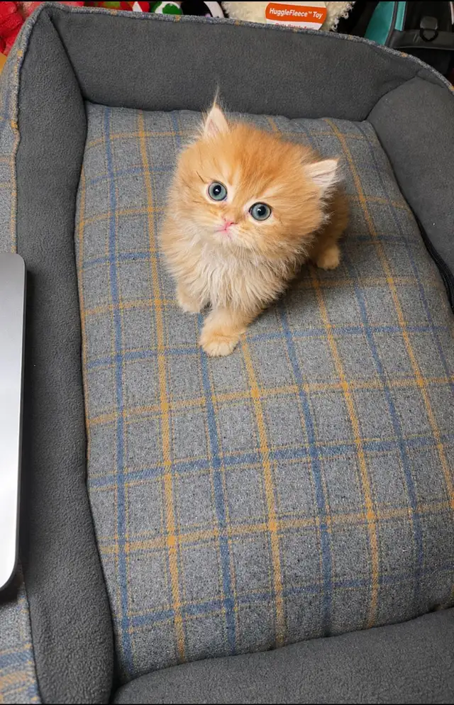 TICA Registered Purebred British Shorthair & Longhair Kitten - Photo 2