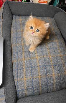 TICA Registered Purebred British Shorthair & Longhair Kitten - Photo 2