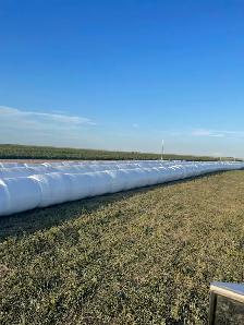 ALFALFA HAYLAGE