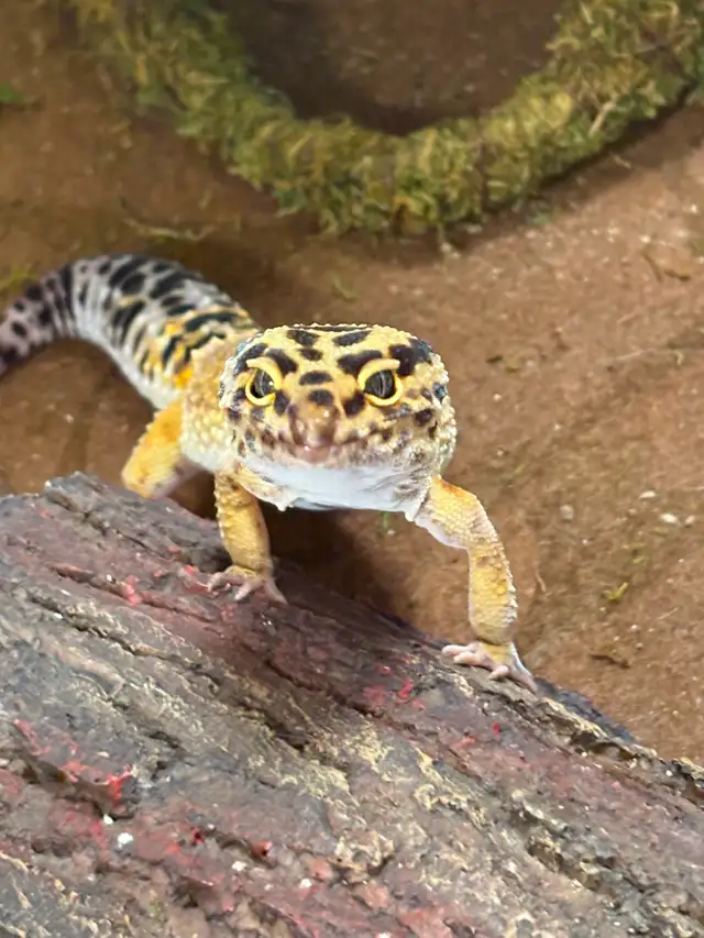 Leopard  gecko