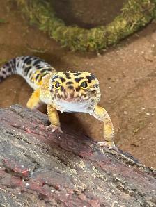 Leopard  gecko
