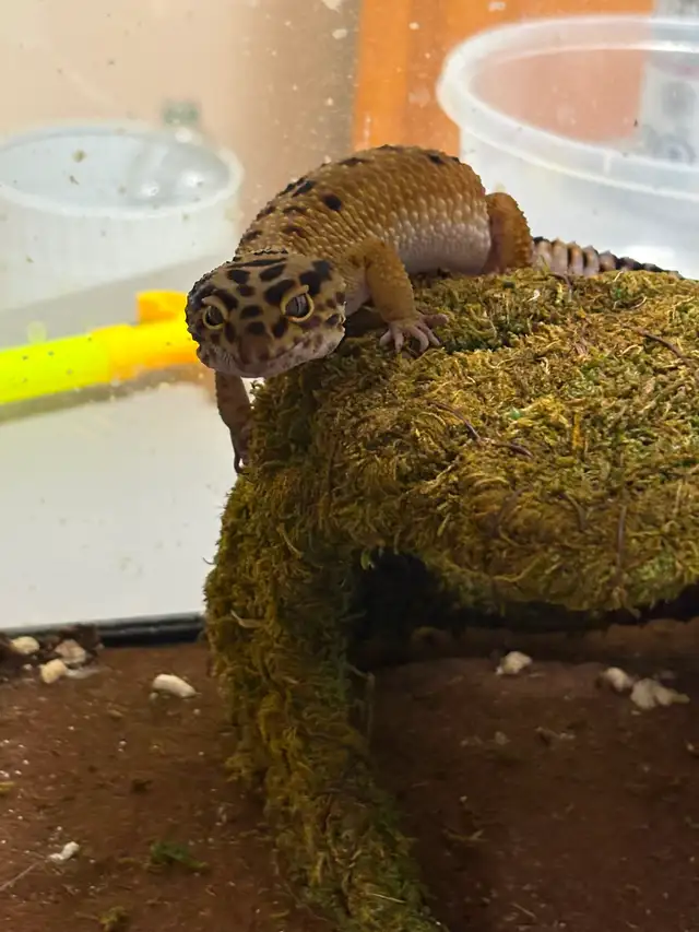 Leopard  gecko - Photo 2