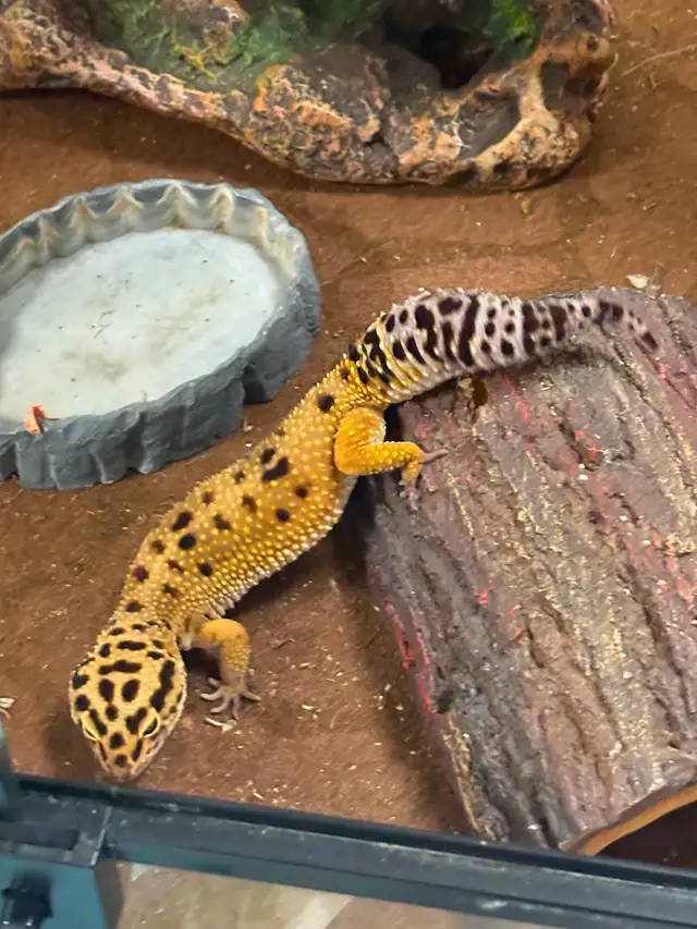 Leopard  gecko - Photo 3