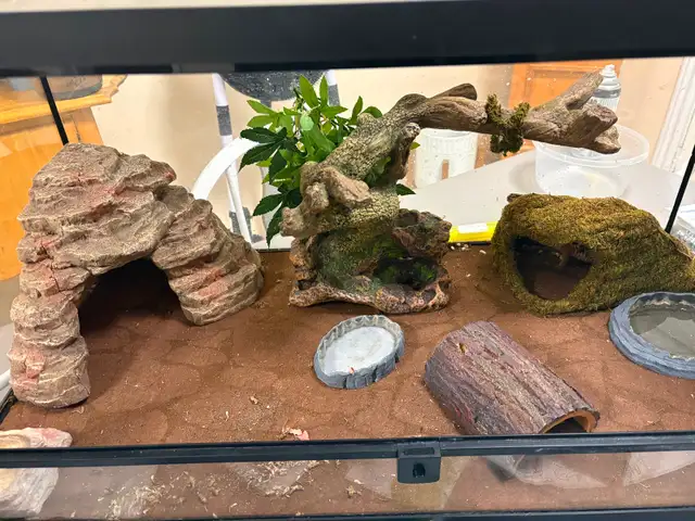 Leopard  gecko - Photo 4