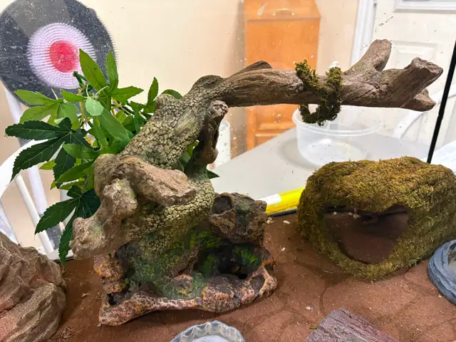 Leopard  gecko - Photo 5