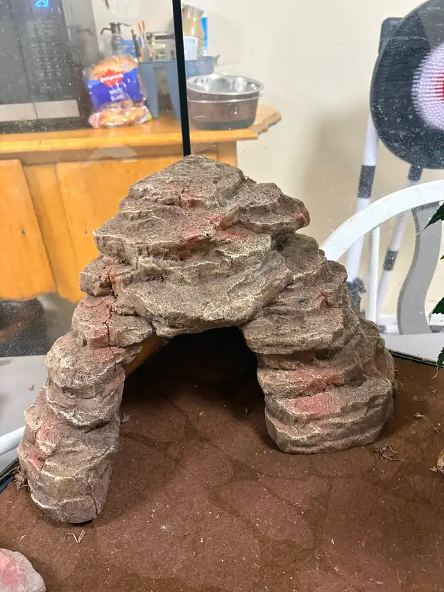 Leopard  gecko - Photo 6