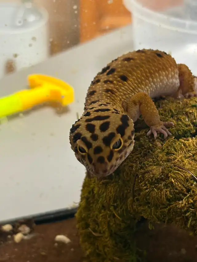 Leopard  gecko - Photo 8