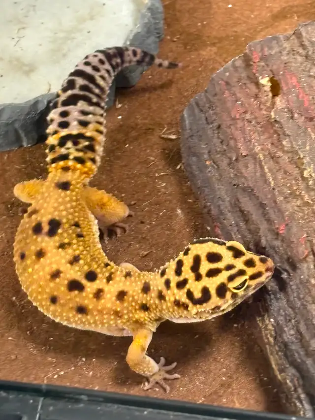 Leopard  gecko - Photo 9