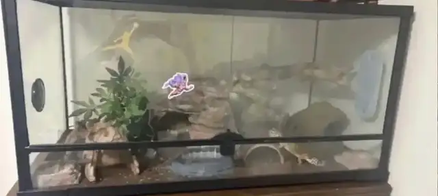 Leopard  gecko - Photo 10