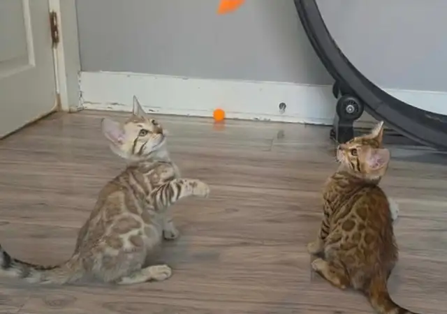 BENGAL Purebreeds